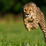 1 from johannesburg cheetah tour From Johannesburg: Cheetah Tour