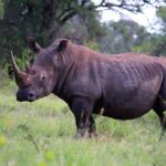 1 from johannesburg full day kruger national park safari From Johannesburg: Full-Day Kruger National Park Safari