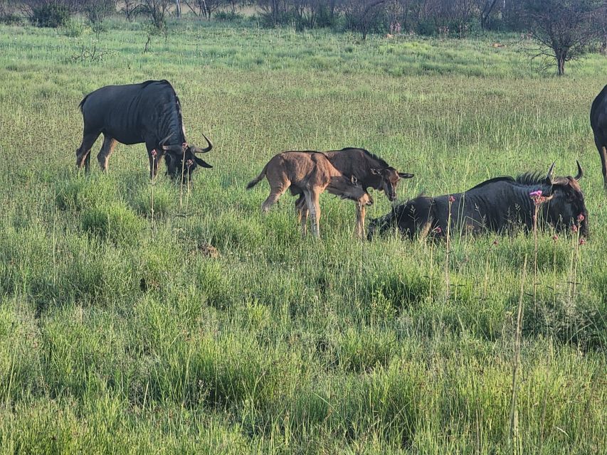 1 from johannesburg full day safari in dinokeng game reserve From Johannesburg: Full-Day Safari in Dinokeng Game Reserve