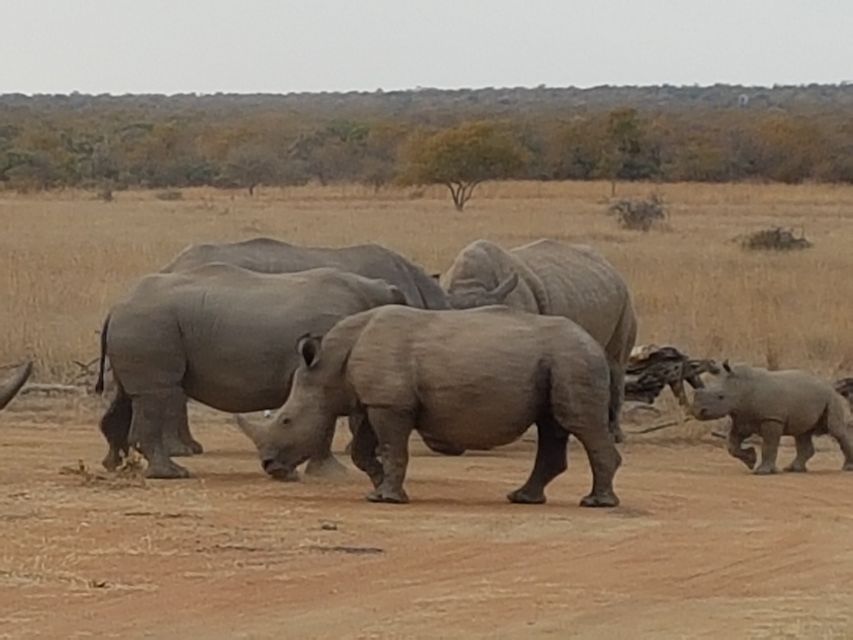 1 from johannesburg half day safari to dinokeng game reserve From Johannesburg: Half-Day Safari to Dinokeng Game Reserve