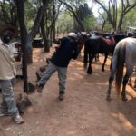 1 from johannesburg horse riding safari and cable car tour From Johannesburg: Horse-Riding Safari and Cable Car Tour
