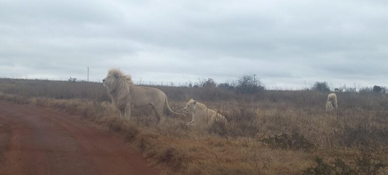 From Johannesburg: Lesedi Cultural Village & Lion Park Tour