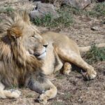 1 from johannesburg lion safari park half day tour From Johannesburg: Lion & Safari Park Half-Day Tour