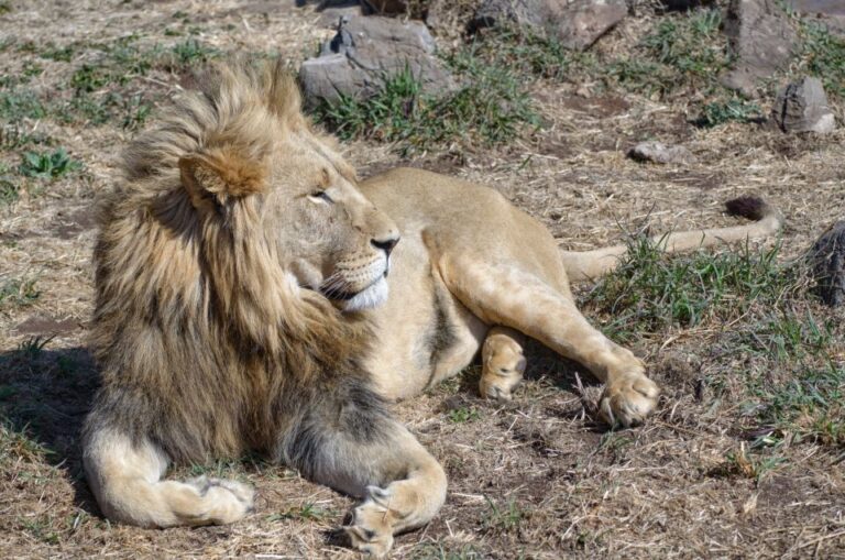 From Johannesburg: Lion & Safari Park Half-Day Tour