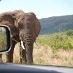 1 from johannesburg pilanesberg national park safari From Johannesburg: Pilanesberg National Park Safari