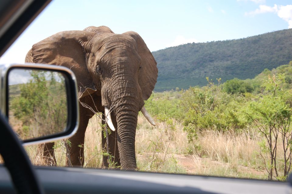 1 from johannesburg pilanesberg national park safari From Johannesburg: Pilanesberg National Park Safari
