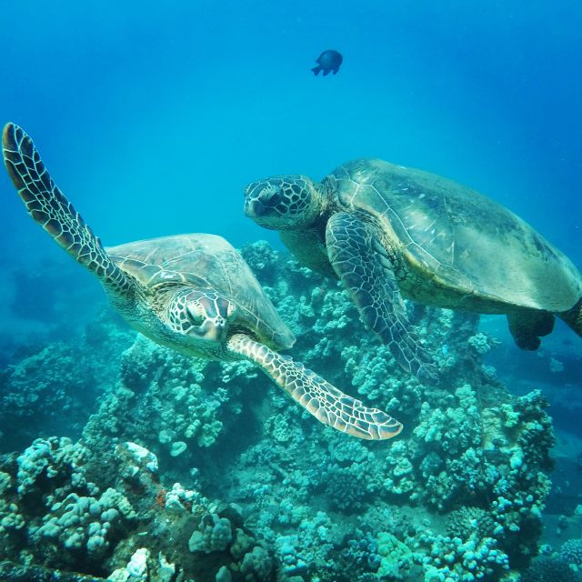 From Kaanapali: Afternoon West Maui Snorkeling & Sea Turtles
