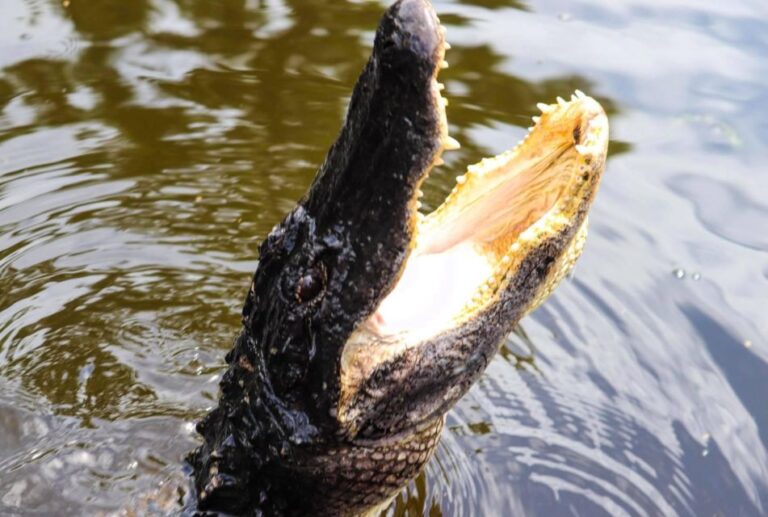 From Lafitte: Swamp Tours South of New Orleans by Airboat