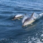 1 from lagos dolphin watching boat trip From Lagos: Dolphin Watching Boat Trip