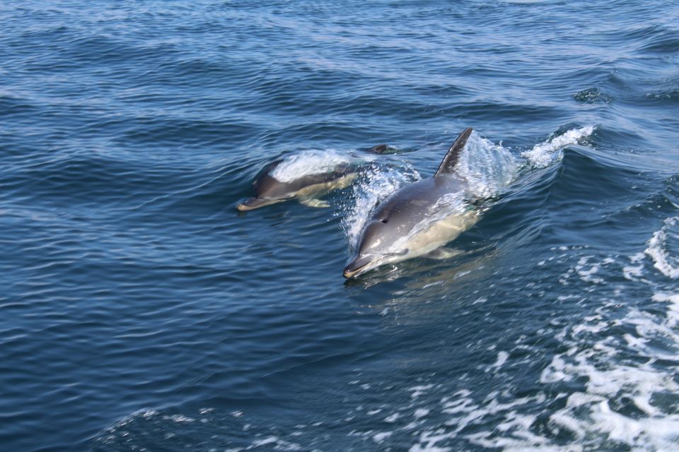 1 from lagos dolphin watching boat trip From Lagos: Dolphin Watching Boat Trip