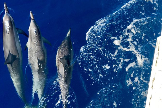 From Maalaea: Lanai Snorkel & Dolphin Encounter on Quicksilver