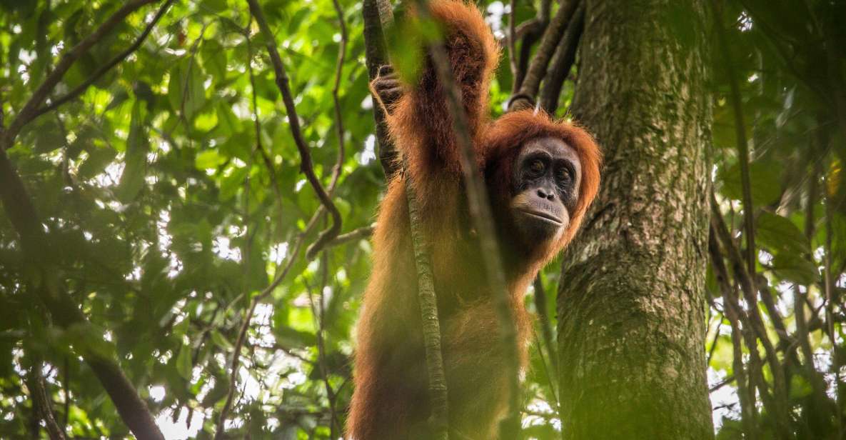 1 from medan mount leuser national park full day trip 2 From Medan: Mount Leuser National Park Full-Day Trip