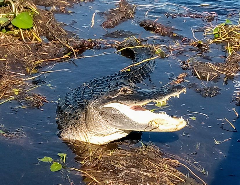 From Miami: Everglades Tour W/ Wet Walk, Boat Trips, & Lunch