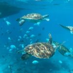 1 from mindelo sao vicentes enchanting sea turtle snorkeling From Mindelo: São Vicente's Enchanting Sea Turtle Snorkeling