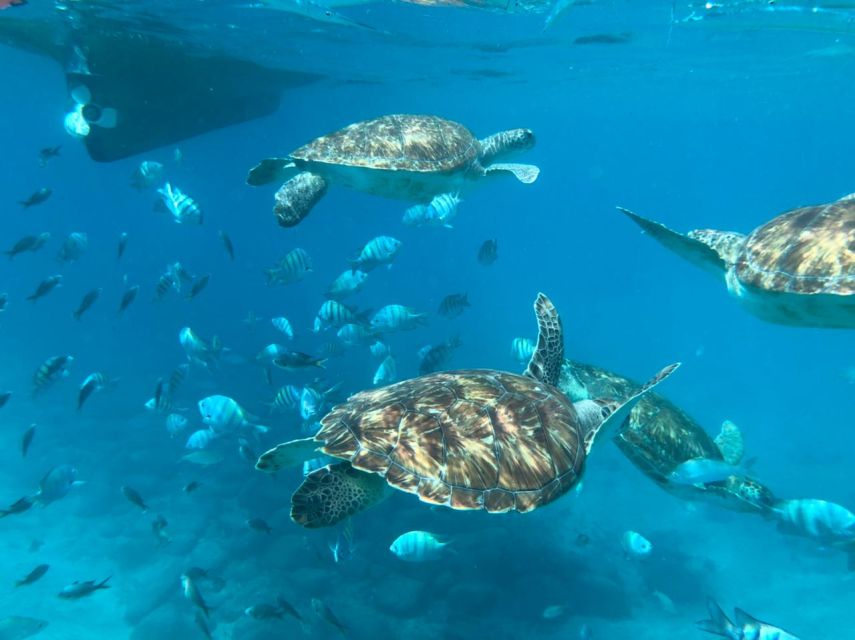 1 from mindelo sao vicentes enchanting sea turtle snorkeling From Mindelo: São Vicente's Enchanting Sea Turtle Snorkeling