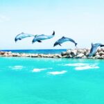 1 from montego bay dolphin cove lucea private return transfer From Montego Bay: Dolphin Cove Lucea Private Return Transfer