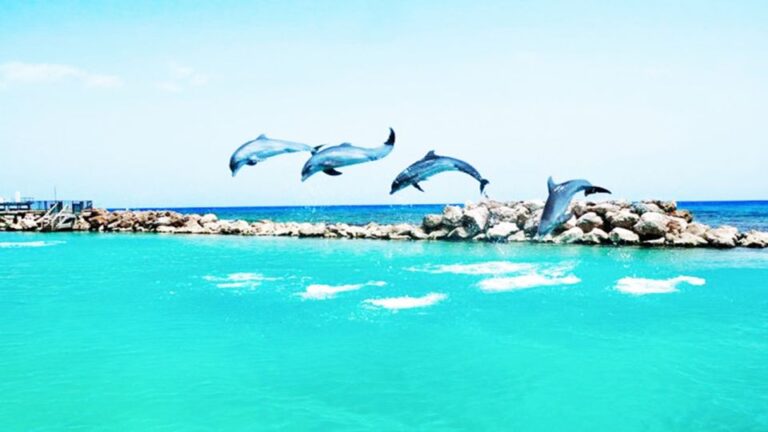 From Montego Bay: Dolphin Cove Lucea Private Return Transfer