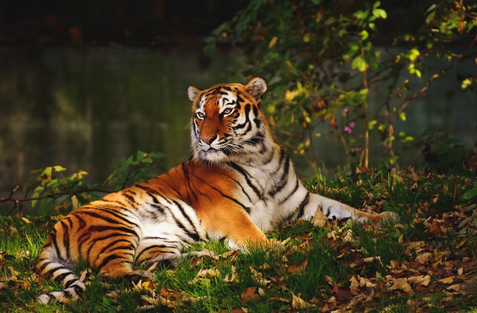 From Nagpur: Pench Wildlife Private Tour With Accommodation - Key Points