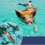 1 from nassauair sea promotion breathtaking tourswimming pigs From Nassau:Air-Sea Promotion Breathtaking TourSwimming Pigs