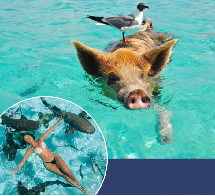 From Nassau:Air-Sea Promotion Breathtaking TourSwimming Pigs