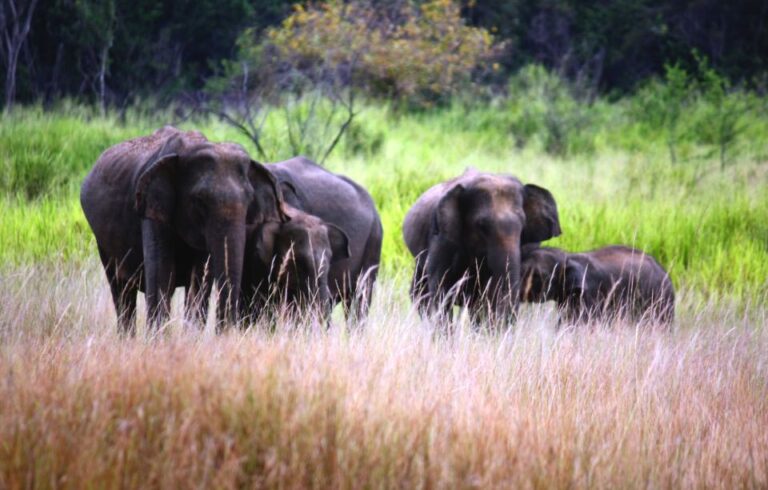 From Negombo: Dambulla Caves & Kaudulla National Park Safari