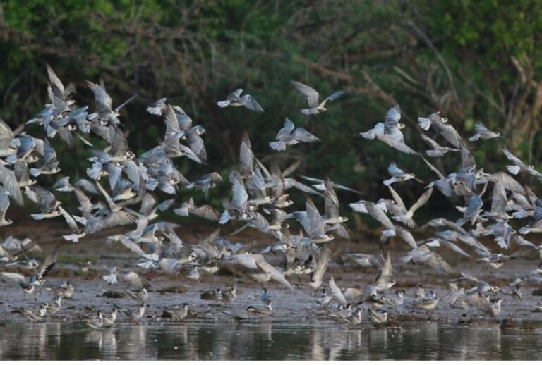 From Negombo: Lagoon Serenity: Dutch Canal Magic