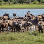 1 from negombo minneriya national park safari tour From Negombo: Minneriya National Park Safari Tour