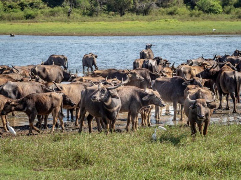 From Negombo: Minneriya National Park Safari Tour
