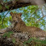 1 from negombo wilpattu national park safari tour From Negombo: Wilpattu National Park Safari Tour