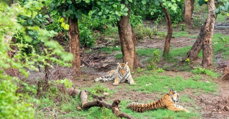 From New Delhi: 3-Day Sariska Tiger Reserve Private Tour