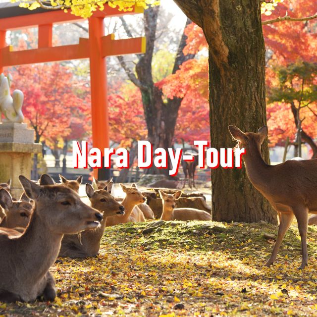 From Osaka: 10-hour Private Customized Tour to Nara
