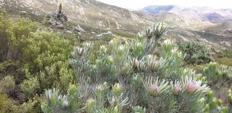 From Oudtshoorn: Full Day Swartberg Mountain Private Tour
