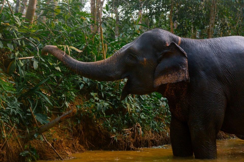 1 from phuket khao lak elephant sanctuary full day tour From Phuket: Khao Lak Elephant Sanctuary Full-Day Tour