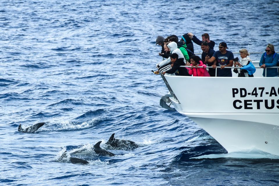 1 from ponta delgada whale and dolphin watching trip From Ponta Delgada: Whale and Dolphin Watching Trip