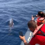 1 from portimaodolphin watch lagos coastline with biologist From Portimão:Dolphin Watch & Lagos Coastline With Biologist