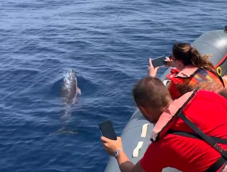 From Portimão:Dolphin Watch & Lagos Coastline With Biologist