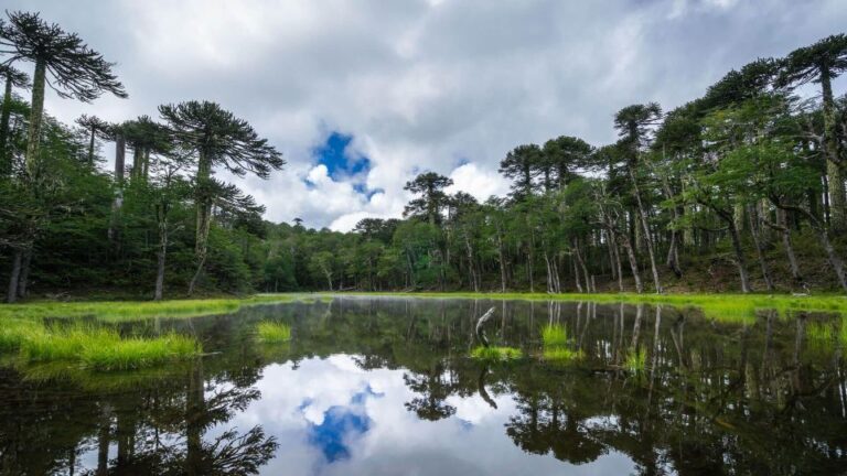 From Pucón: Huerquehue National Park Hiking Tour