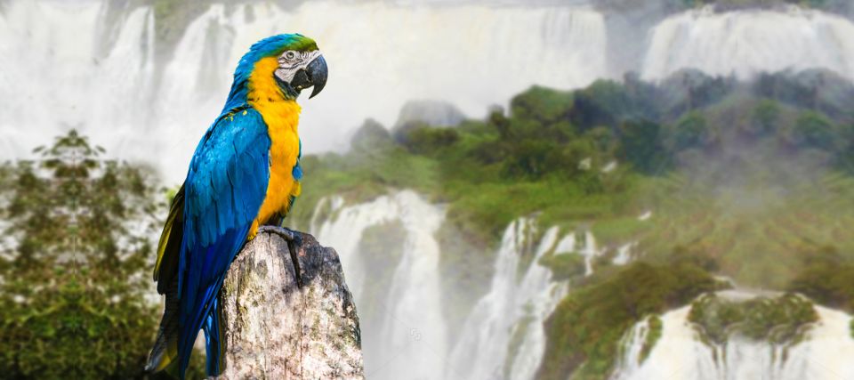 1 from puerto iguazu half day brazilian falls From Puerto Iguazu: Half-Day Brazilian Falls Excursion