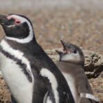 1 from puerto madryn penguin tour peninsula valdes day trip From Puerto Madryn: Penguin Tour & Península Valdés Day Trip