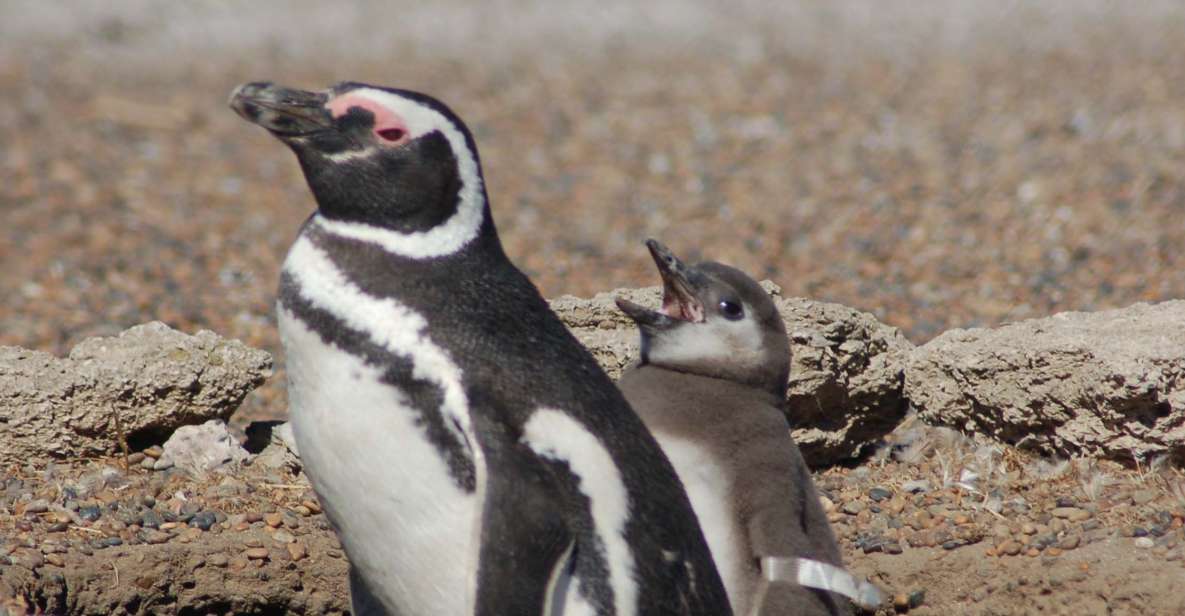 1 from puerto madryn penguin tour peninsula valdes day trip From Puerto Madryn: Penguin Tour & Península Valdés Day Trip