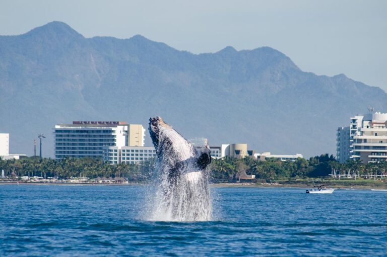 From Puerto Vallarta/Nuevo Vallarta: Whale Watching Cruise