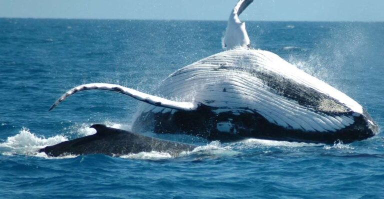 From Punta Cana: Sanctuary Whale Watching Day Trip