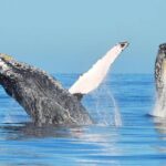 1 from punta cana whale watching and beaches day trip From Punta Cana: Whale Watching and Beaches Day Trip