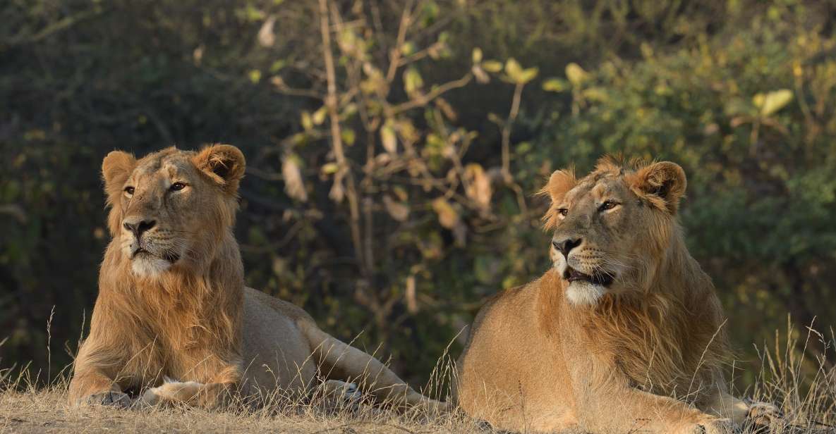 1 from rajkot gir somnath weekend tour From Rajkot: Gir Somnath Weekend Tour