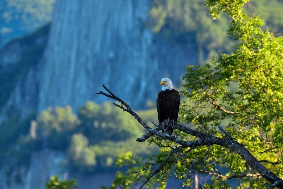 From Seward: 4-hour Wilderness Hiking Tour