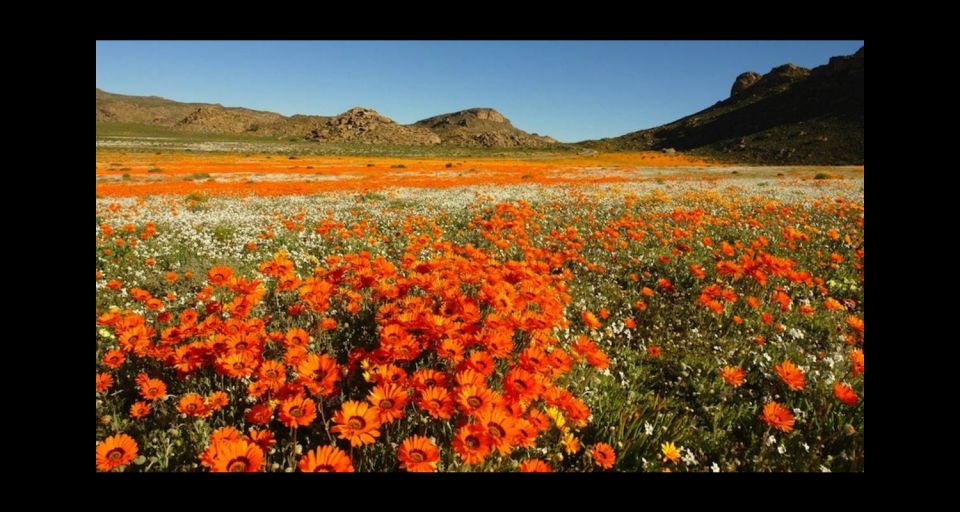 1 from stellenbosch wildflower west coast guided private tour From Stellenbosch: Wildflower West Coast Guided Private Tour