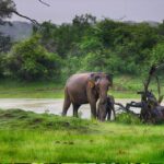 1 from tissamaharama safari at lunugamvehera national park From Tissamaharama: Safari at Lunugamvehera National Park