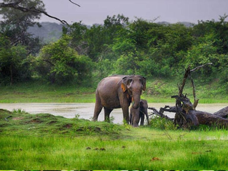 From Tissamaharama: Safari at Lunugamvehera National Park