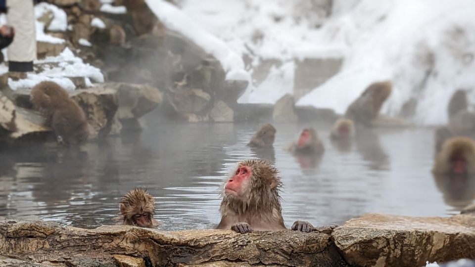 1 from tokyo snow monkey 1 day tour with beef sukiyaki lunch From Tokyo: Snow Monkey 1 Day Tour With Beef Sukiyaki Lunch