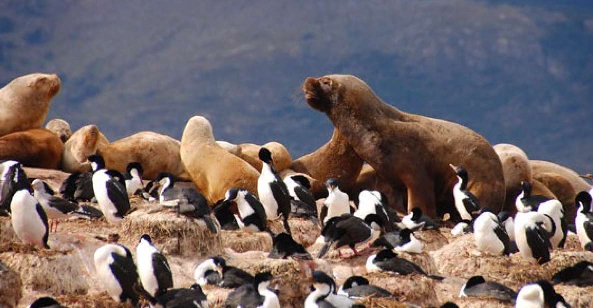 1 from ushuaia penguin watching tour by catamaran From Ushuaia: Penguin Watching Tour by Catamaran